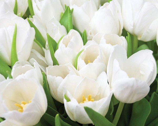 azori элара верде