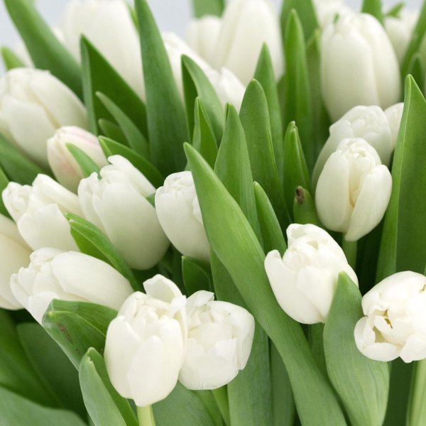 тюльпан сноу хилл