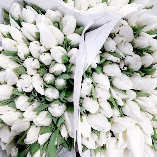 тюльпан стронг вайт