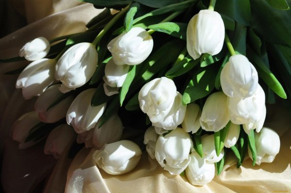 большой букет белых тюльпанов