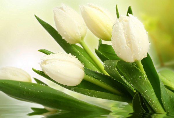 фотообои тюльпаны