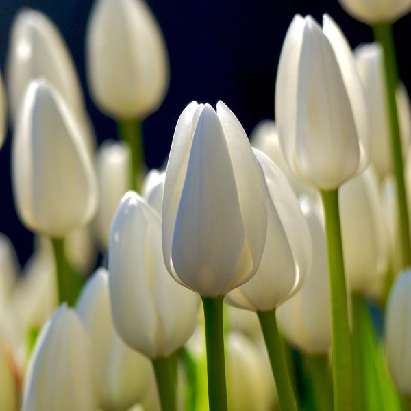 поле белых тюльпанов