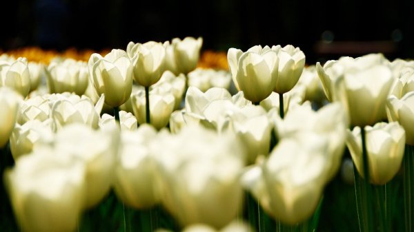 поле белых тюльпанов