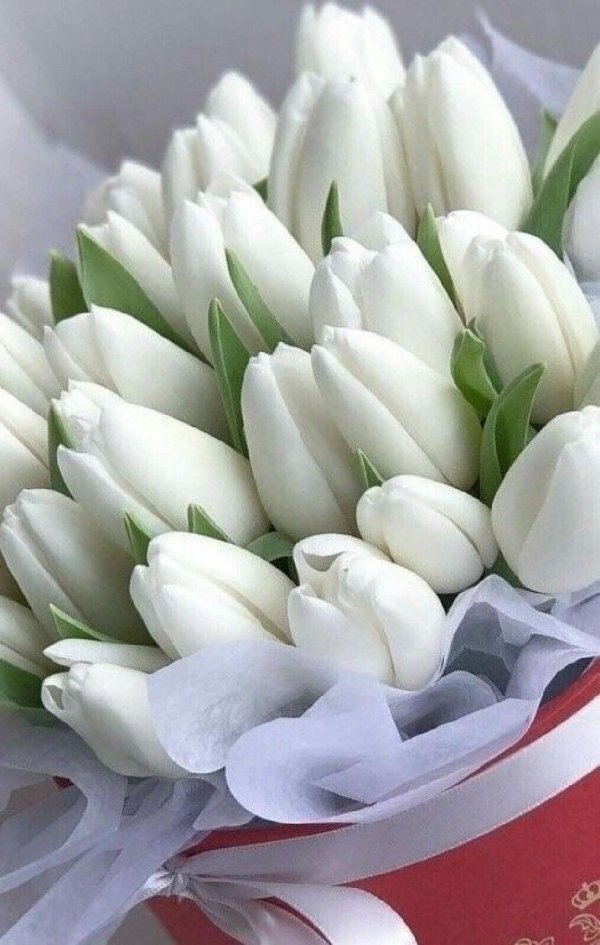 75 тюльпанов микс