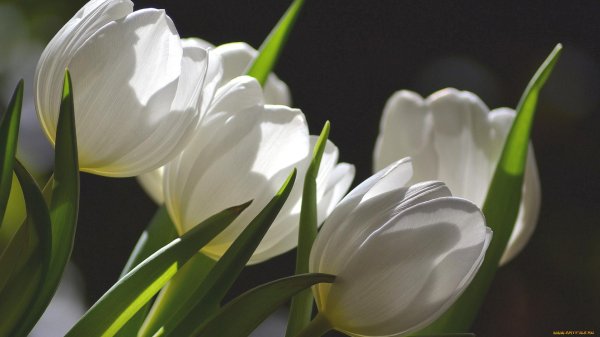 цветок тюльпан