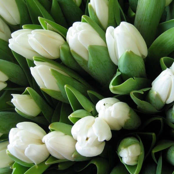 тюльпан навона