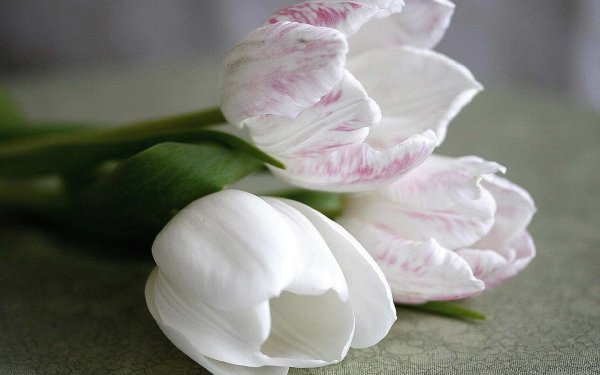 тюльпан пионовидный белый