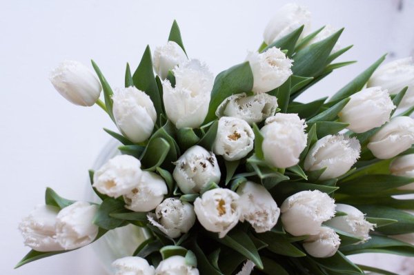 тюльпан уайт ребел