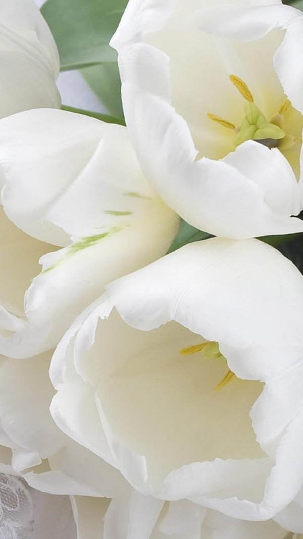 тюльпан пионовидный белый