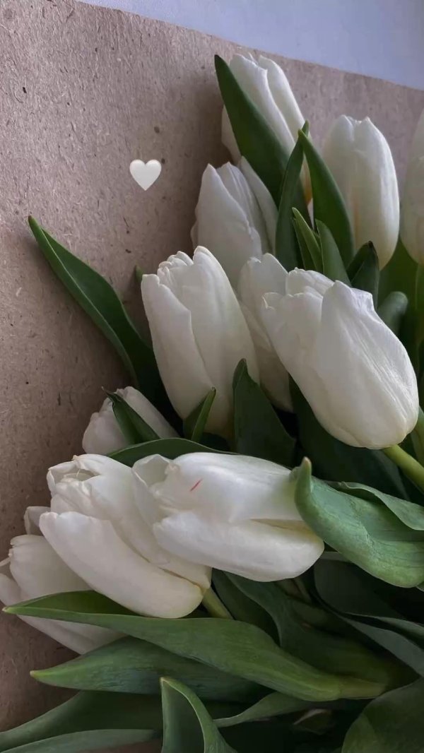 тюльпаны эстетика