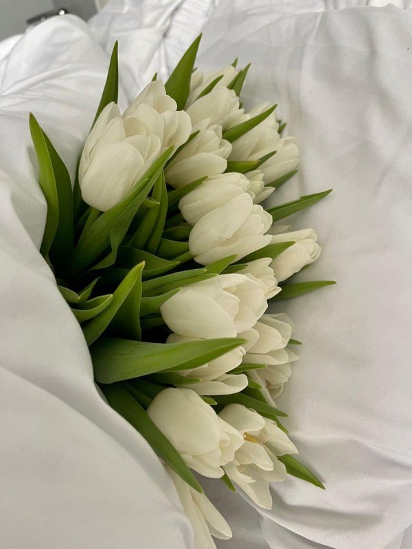 большой букет белых тюльпанов