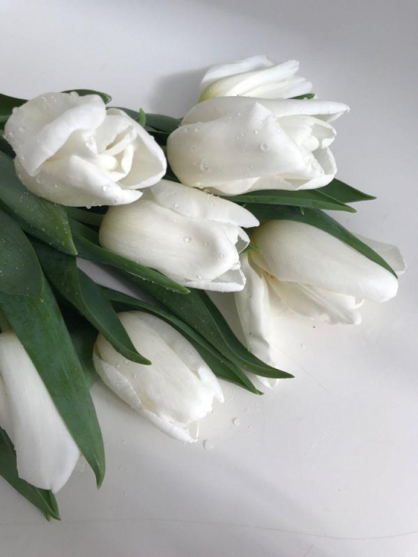 большой букет белых тюльпанов