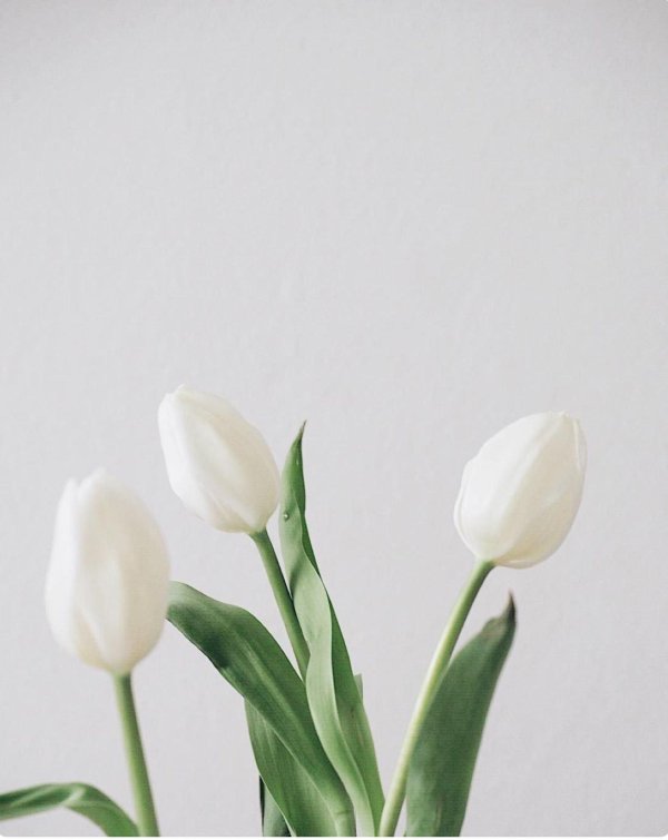 тюльпан сноу хилл