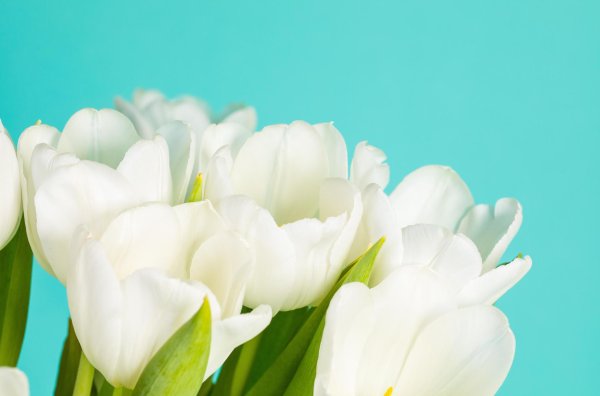 белые цветки