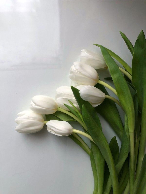 тюльпаны эстетика