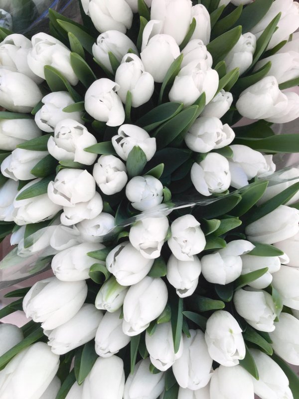 тюльпан стронг вайт