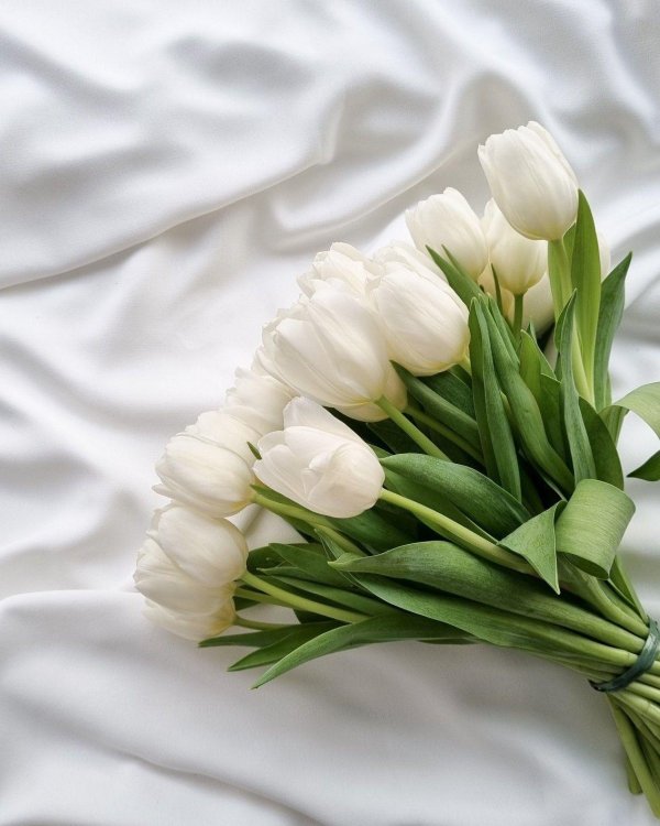 большой букет белых тюльпанов