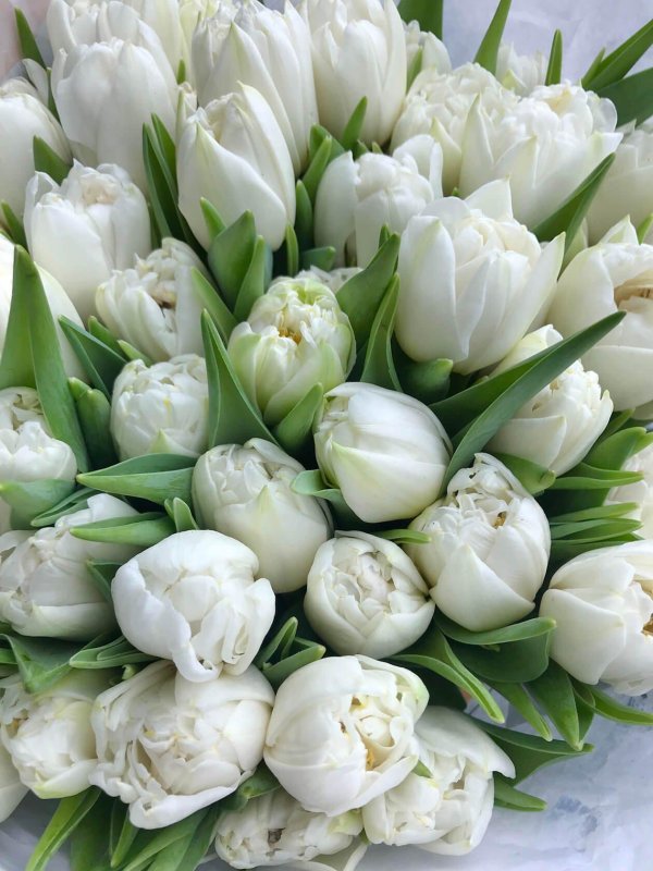 тюльпан пионовидный белый