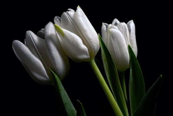 тюльпан красивый