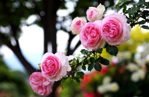 пьер де ронсар плетистая