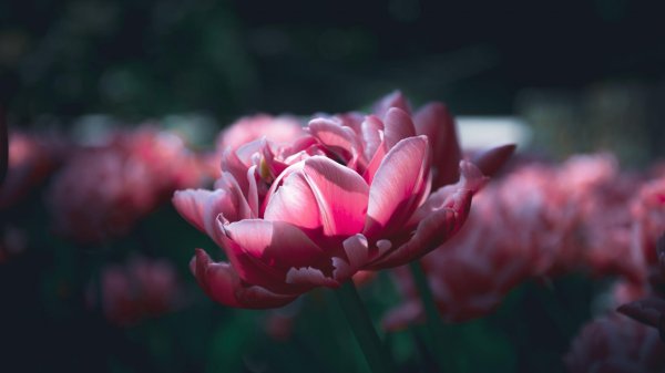 тюльпан дримлайн