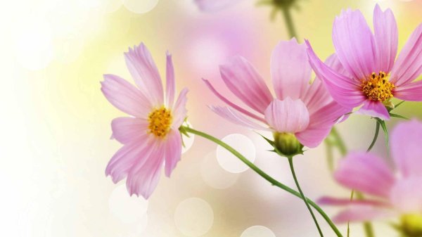 космея луговая