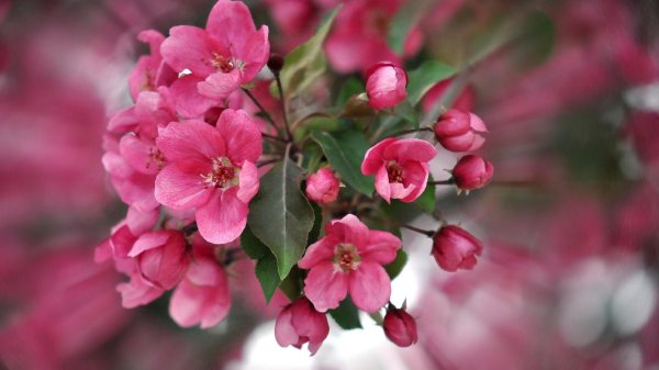 цветет яблоня