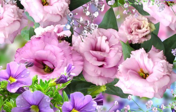 эустома лизиантус махровая