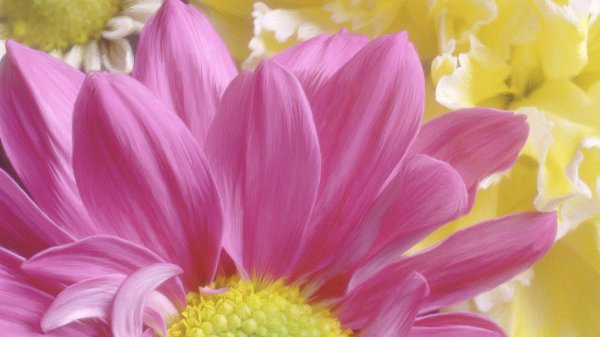 цветные хризантемы