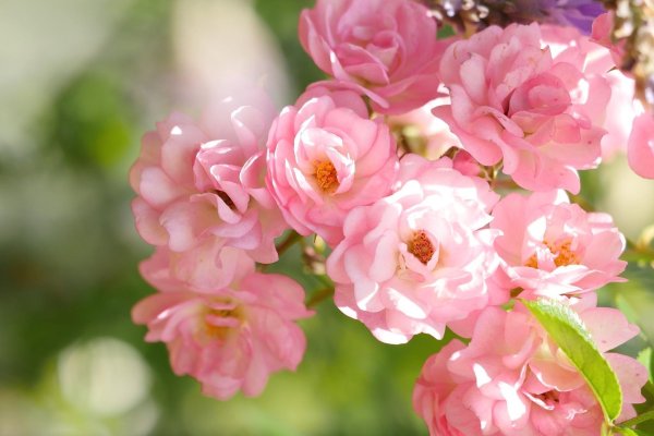 На рабочий стол с цветами большие