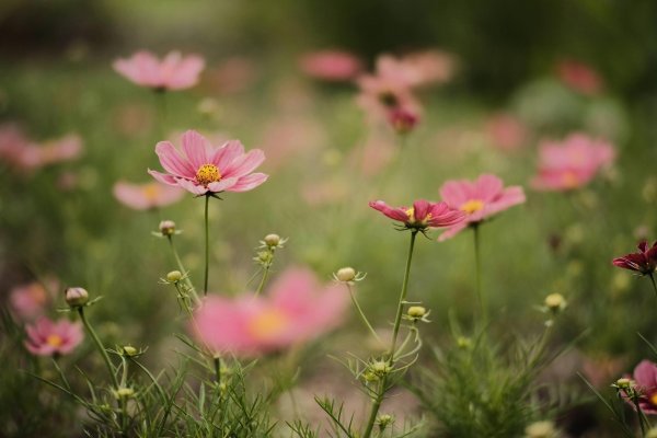 cosmos flower