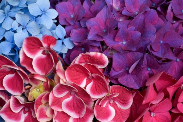 гортензия камилла крупнолистная