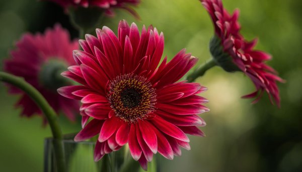 гербера красная