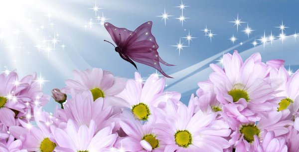 бабочки цветочки