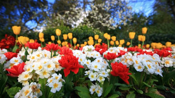 тюльпаны нарциссы