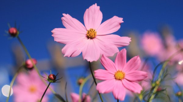 cosmos flower
