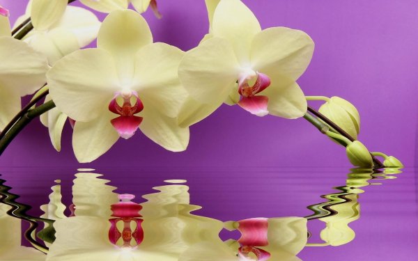 фаленопсис рефлекшн