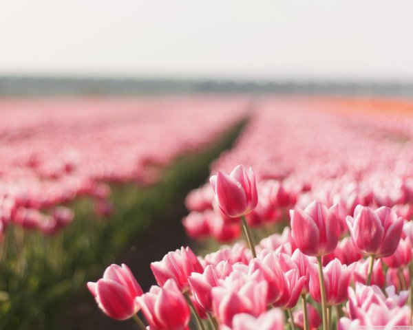 плантация тюльпанов