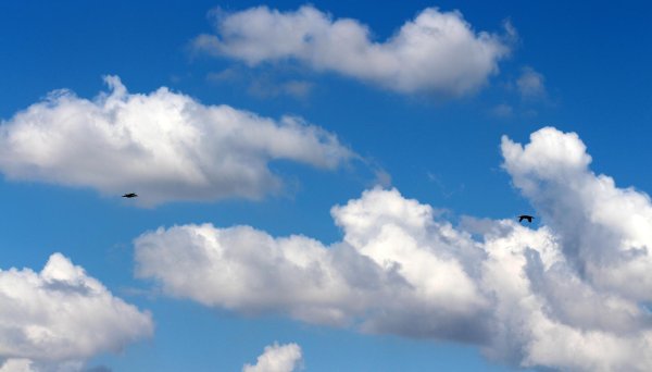 птицы в облаках