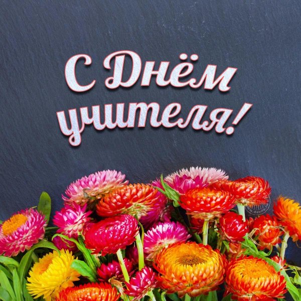 гелихризум бессмертник