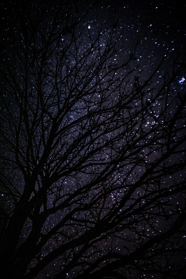 дерево ночью