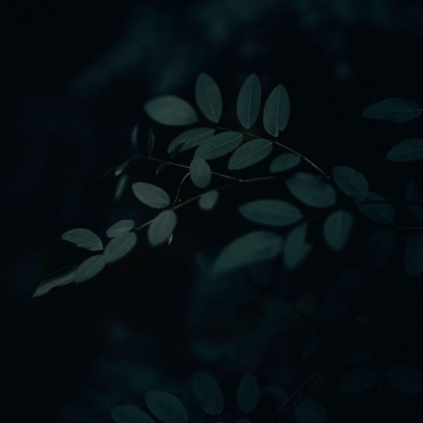 природа растения