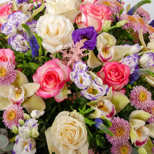 роза мондиаль