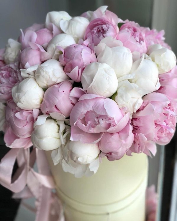 пионы в коробке