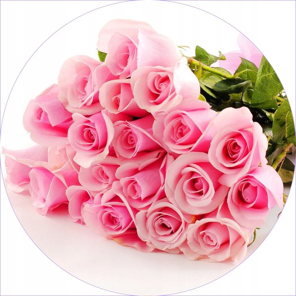 розовая роза