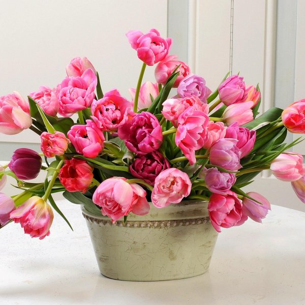 пионообразные тюльпаны