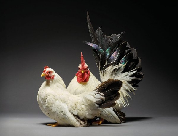 необычные курицы
