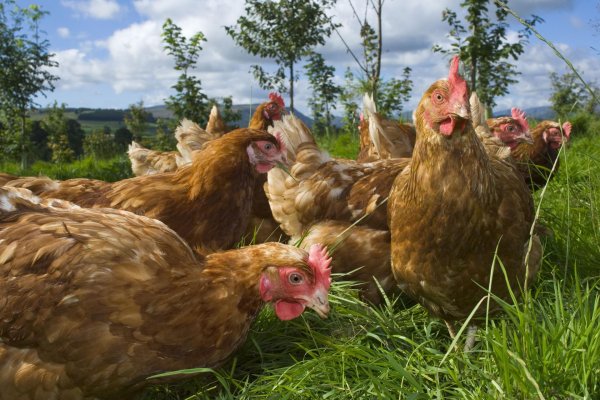 несушка ломан браун