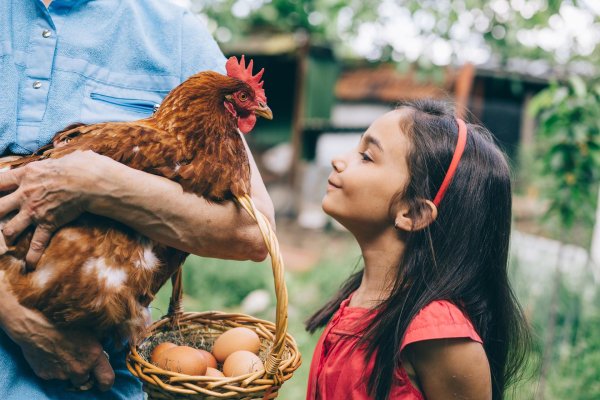 девушка с курами