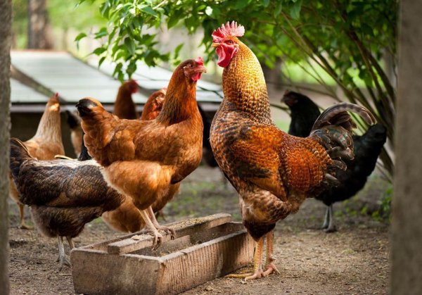 курицы несушки породы